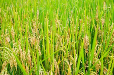 Paddy(Dhan)