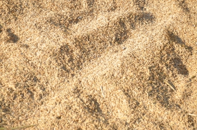 Paddy(Dhan)