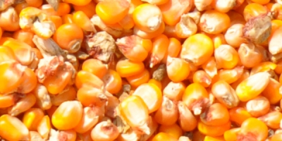 Maize