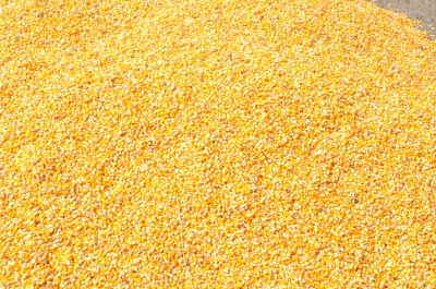 Paddy(Dhan)