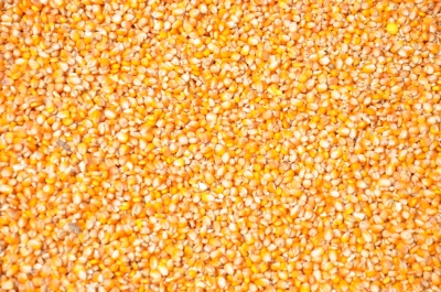 Maize