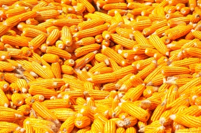 Maize