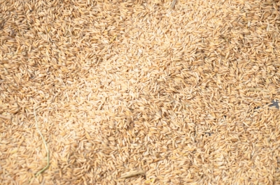 Paddy(Dhan)