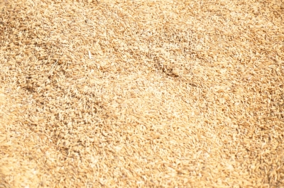 Maize