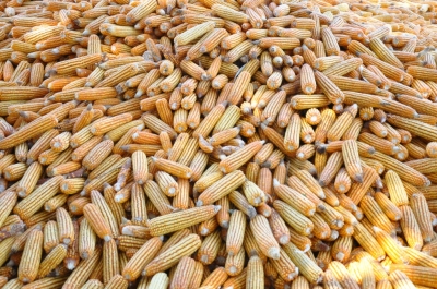 Maize
