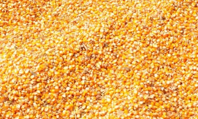 Maize