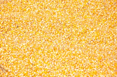 Maize