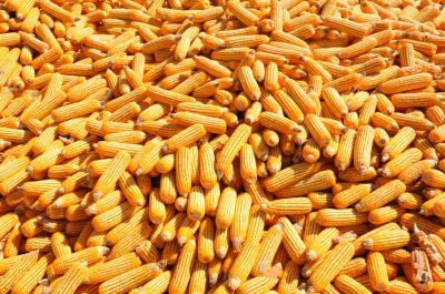 Maize